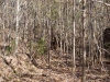 Blowdown southeast of Cropsey Pond